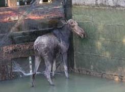 L'orignal sauvé des eaux. Photo S. Grégoire