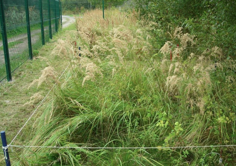 Essai de phytostabilisation (Photo INERIS)