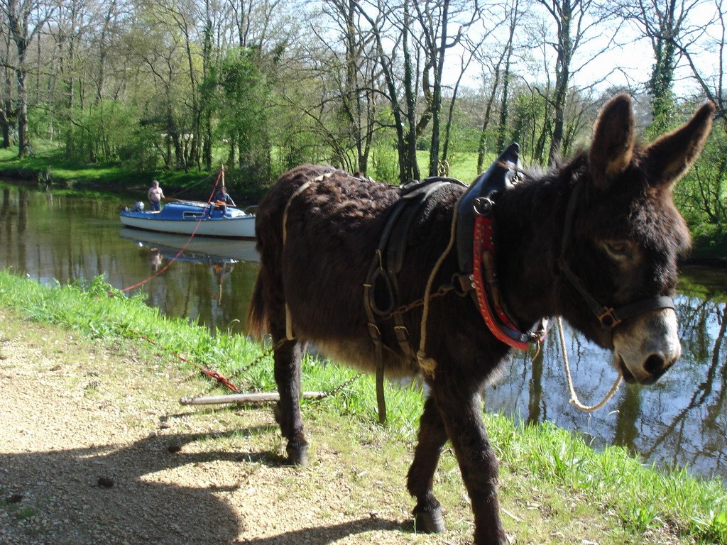 Halage à l'ancienne le long du canal (Photo "Canaux de Bretagne")