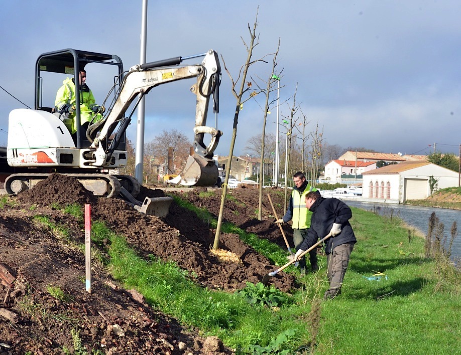 Replantation des platanes du canal du Midi (Photo VNF-SO)