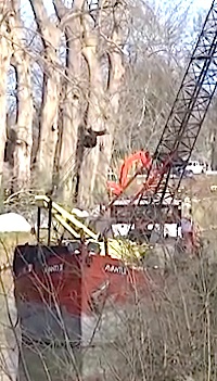 Chargement des troncs des platanes abattus sur le canal du Midi (Photo C.Brandani)  