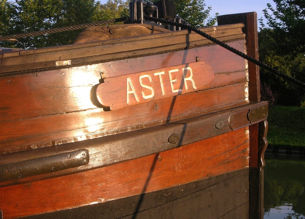 Aster, le batard du Nivernais (Photo PJL)