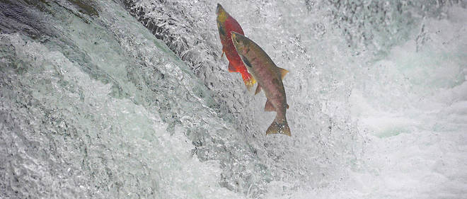 Les saumons doivent etre aides pour remonter le fleuve et depasser Toulouse (Photo d'illustration Regis Cavignaux / Biosphoto)