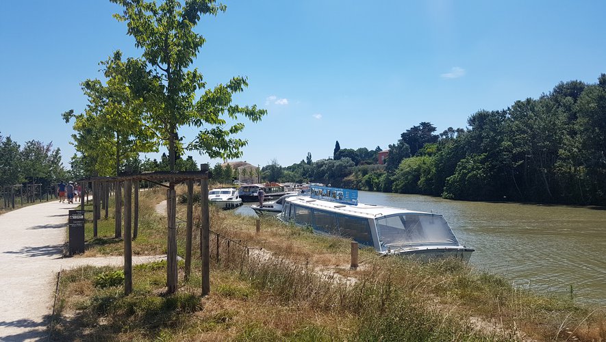 Des chênes chevelus sont replantés à la place des platanes malades sur le bord du Canal. (Photo DR, VNF)