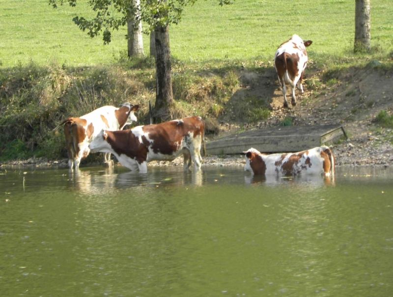 "Saône alanguie que bordent les prairies" (Photo PJL)